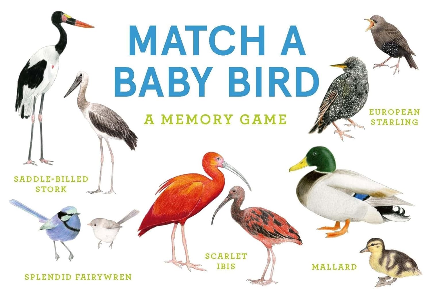 Match A Baby Bird: An Avian Memory Game - Berrie. Christine 9781399608558