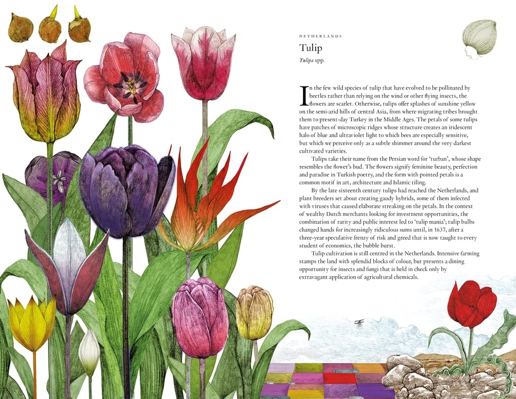 Around The World In 80 Plants by Drori. Jonathan; Clerc. Lucille 9781399610698_1
