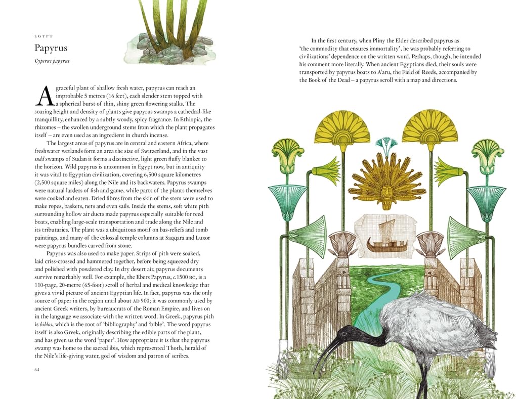 Around The World In 80 Plants by Drori. Jonathan; Clerc. Lucille 9781399610698_2
