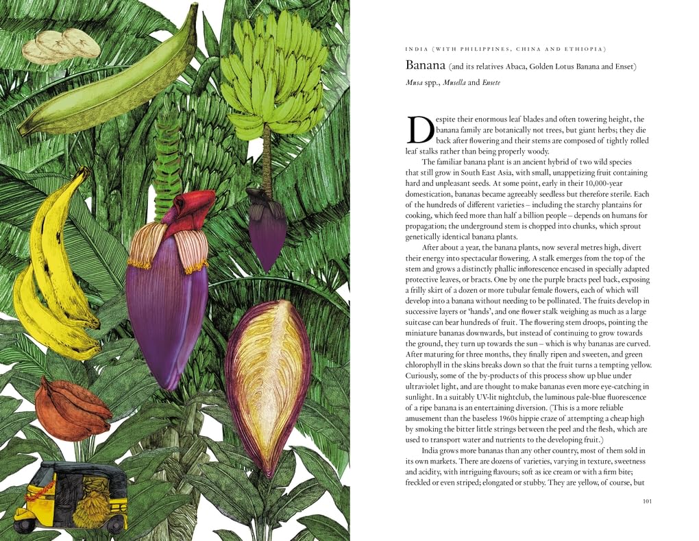 Around The World In 80 Plants by Drori. Jonathan; Clerc. Lucille 9781399610698_3