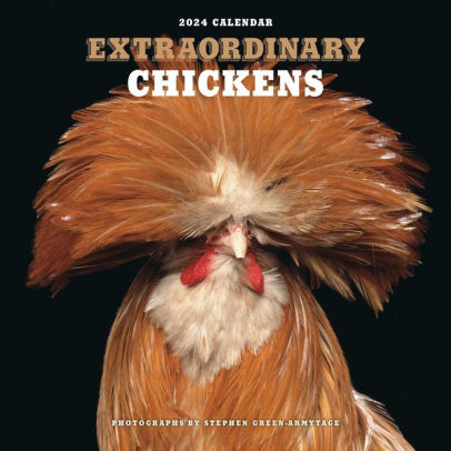 Extraordinary Chickens 2024 Wall Calendar - Stephen Green-Armytage 9781419768637_b626baab-eff0-4852-8157-919d39da64cf