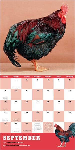 Extraordinary Chickens 2025 Wall Calendar 9781419774027_1e695792-2c3b-4b25-a280-c5c11ce263b5