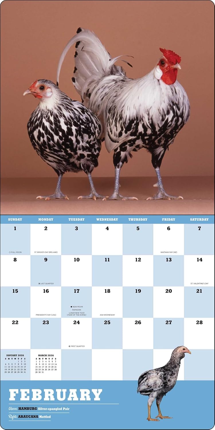 Extraordinary Chickens 2026 Wall Calendar 9781419782459_2