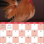 Extraordinary Chickens 2026 Wall Calendar 9781419782459_3