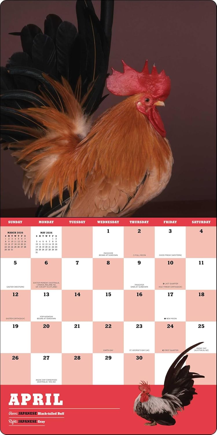 Extraordinary Chickens 2026 Wall Calendar 9781419782459_3