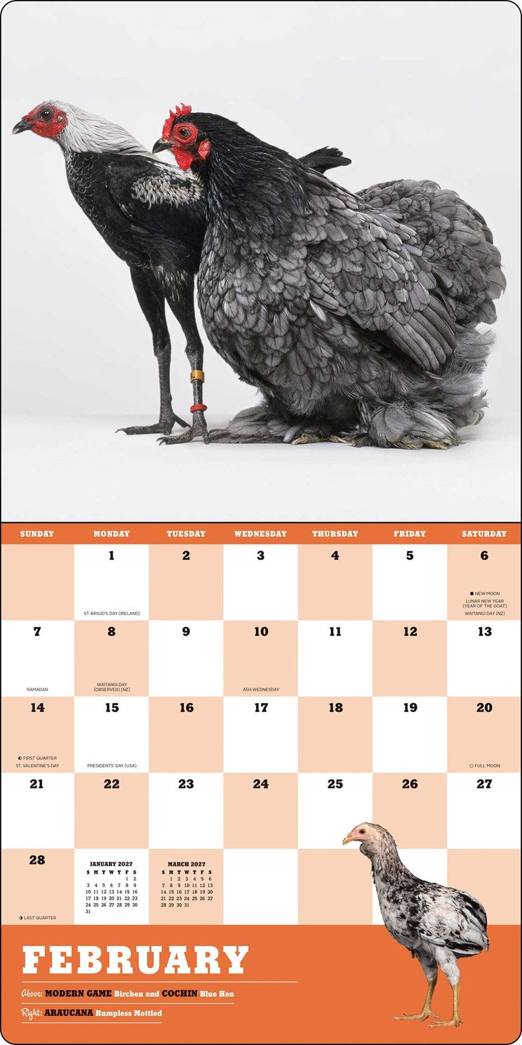 2027 Extraordinary Chickens Wall Calendar 12x12 20 9781419791666_1