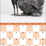 2027 Extraordinary Chickens Wall Calendar 12x12 20 9781419791666_1