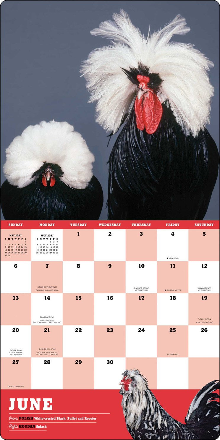 2027 Extraordinary Chickens Wall Calendar 12x12 20 9781419791666_3