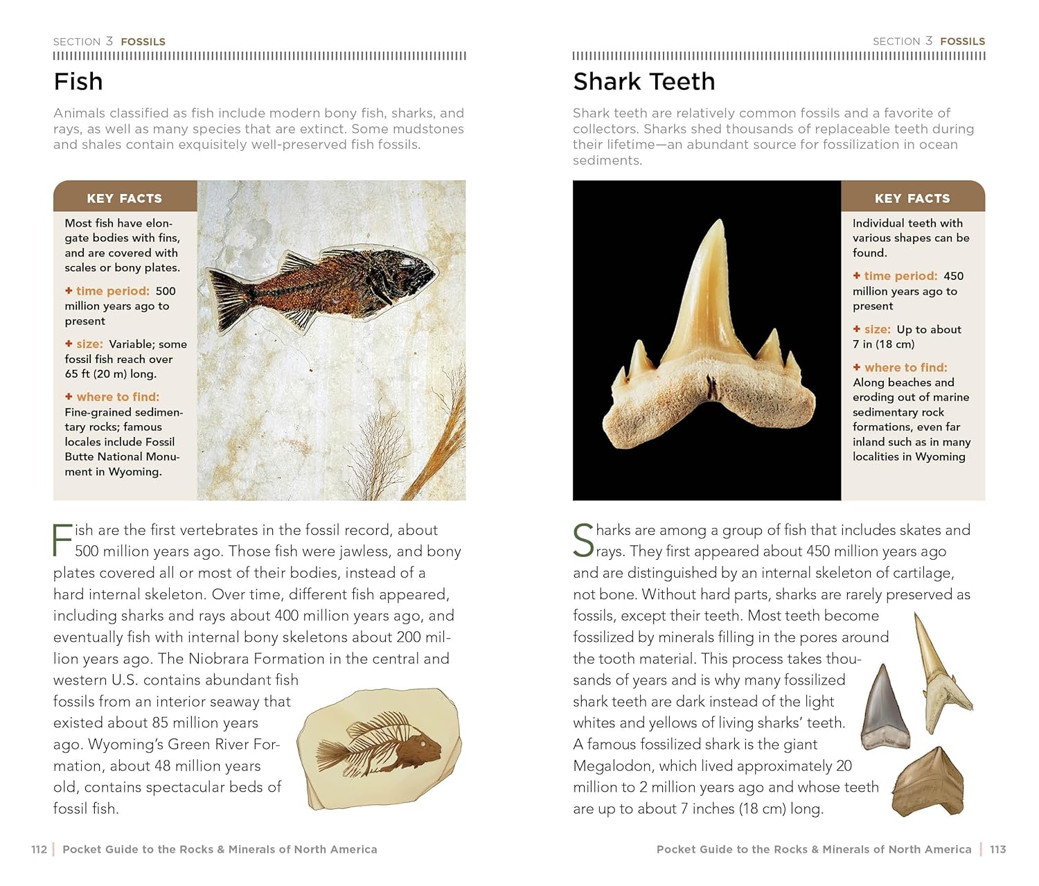National Geographic Pocket Guidt To Rocks & Minerals Of North America by Garlick 20 9781426212826_5_6f4a2d60-6977-46e8-b3b3-603c24ed9ff7