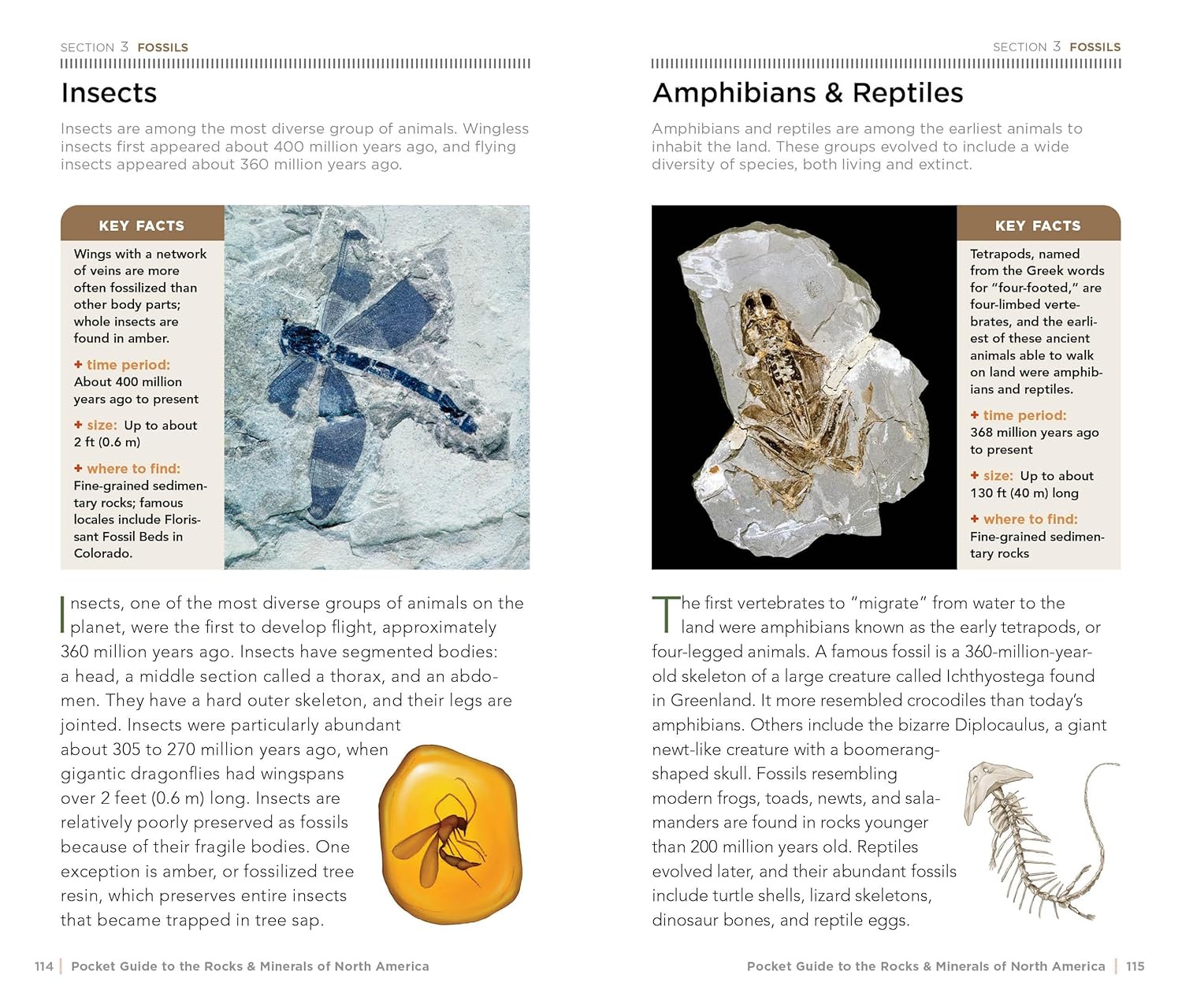 National Geographic Pocket Guidt To Rocks & Minerals Of North America by Garlick 20 9781426212826_6_a430f369-810e-4868-9e4a-7cf88b9eda4d