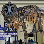 Weird But True! Dinosaurs: 300 Dino-Mite Facts To Sink Your Teeth Into by Kids. 9781426337505_3