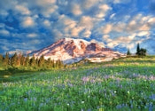 Wildflowers At Rainier Puzzle 9781441330529_32accdf6-a834-4ee9-9ce2-61c3786ff63a