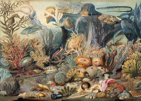Ocean Life 1000 Pc Puzzle - Peter Pauper Press 9781441330598