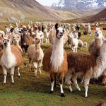 Llamas Puzzle -Peter Pauper Press 9781441330611