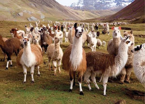 Llamas Puzzle -Peter Pauper Press 9781441330611