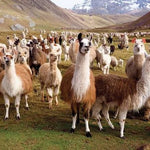 Llamas Puzzle -Peter Pauper Press 9781441330611_d37f8226-1de1-48f8-8f1a-b3a5a4f39de6