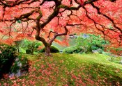Japanese Maple Puzzle -Peter Pauper Press 9781441333377_7dc3ef7e-6d5a-45df-857d-129289a2accb
