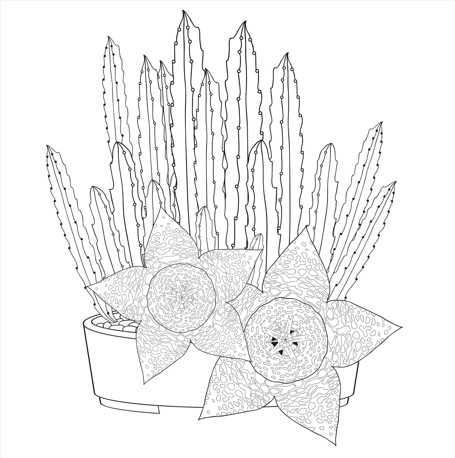 Studio Series Succulents Coloring Book -Peter Pauper Press 9781441334558_3
