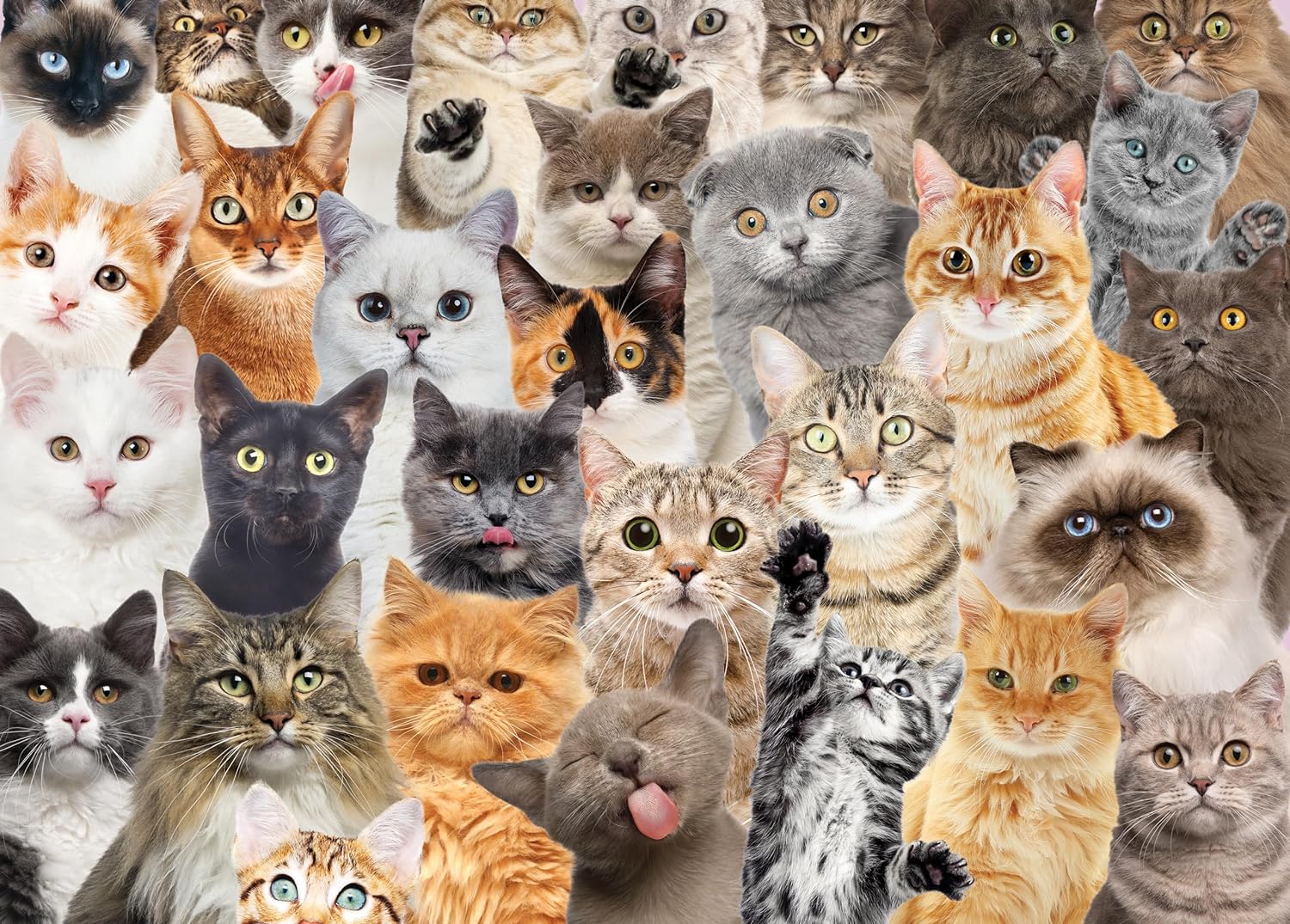All The Cats Puzzle -Peter Pauper Press 9781441334947_2dda6b2a-5092-4bf4-bbf3-43f7dbf51d80