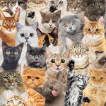 All The Cats Puzzle -Peter Pauper Press 9781441334947_2dda6b2a-5092-4bf4-bbf3-43f7dbf51d80