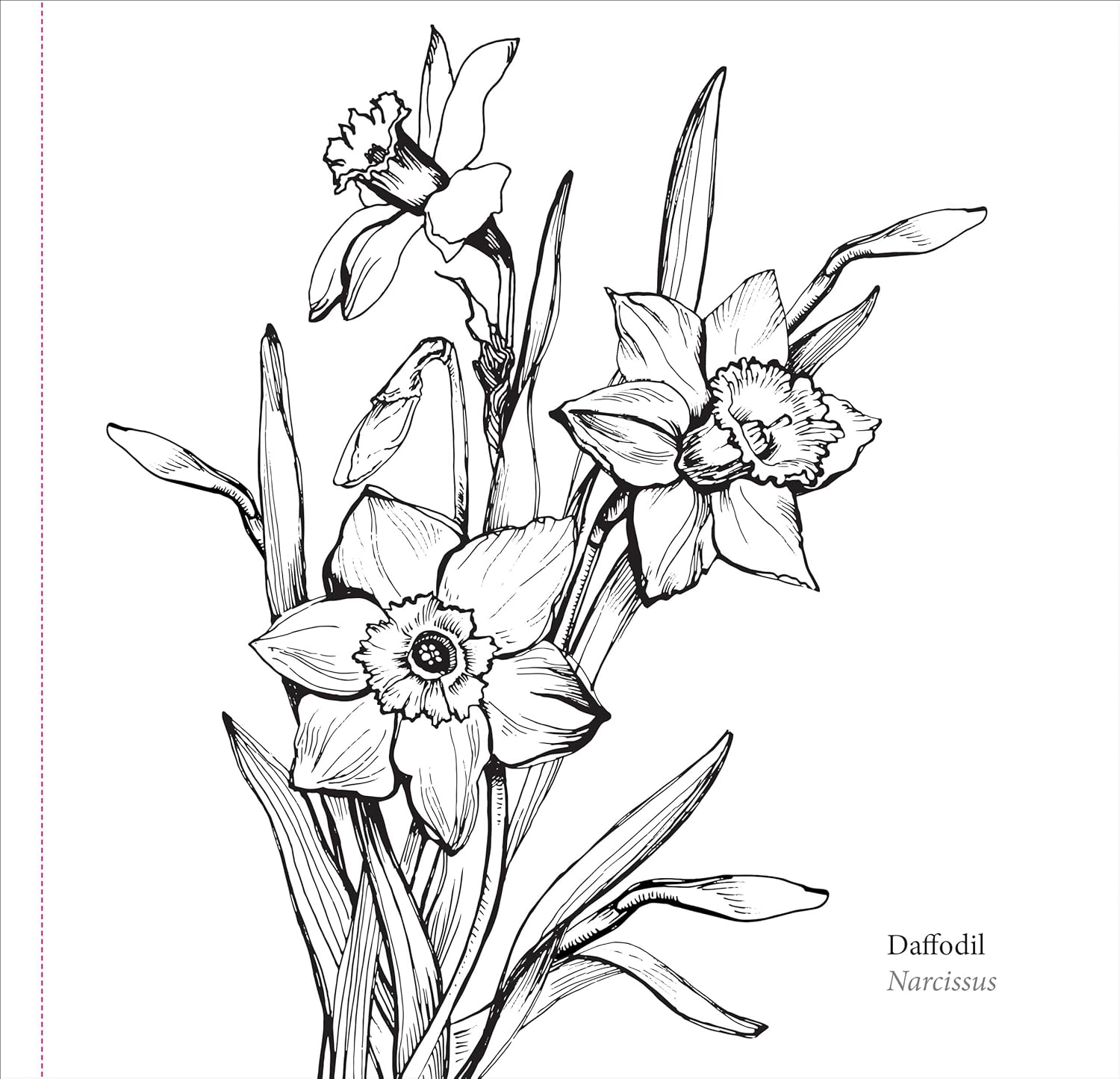 Studio Series Spring Blooms Artist's Coloring Book by Peter Pauper Press 9781441340139_1