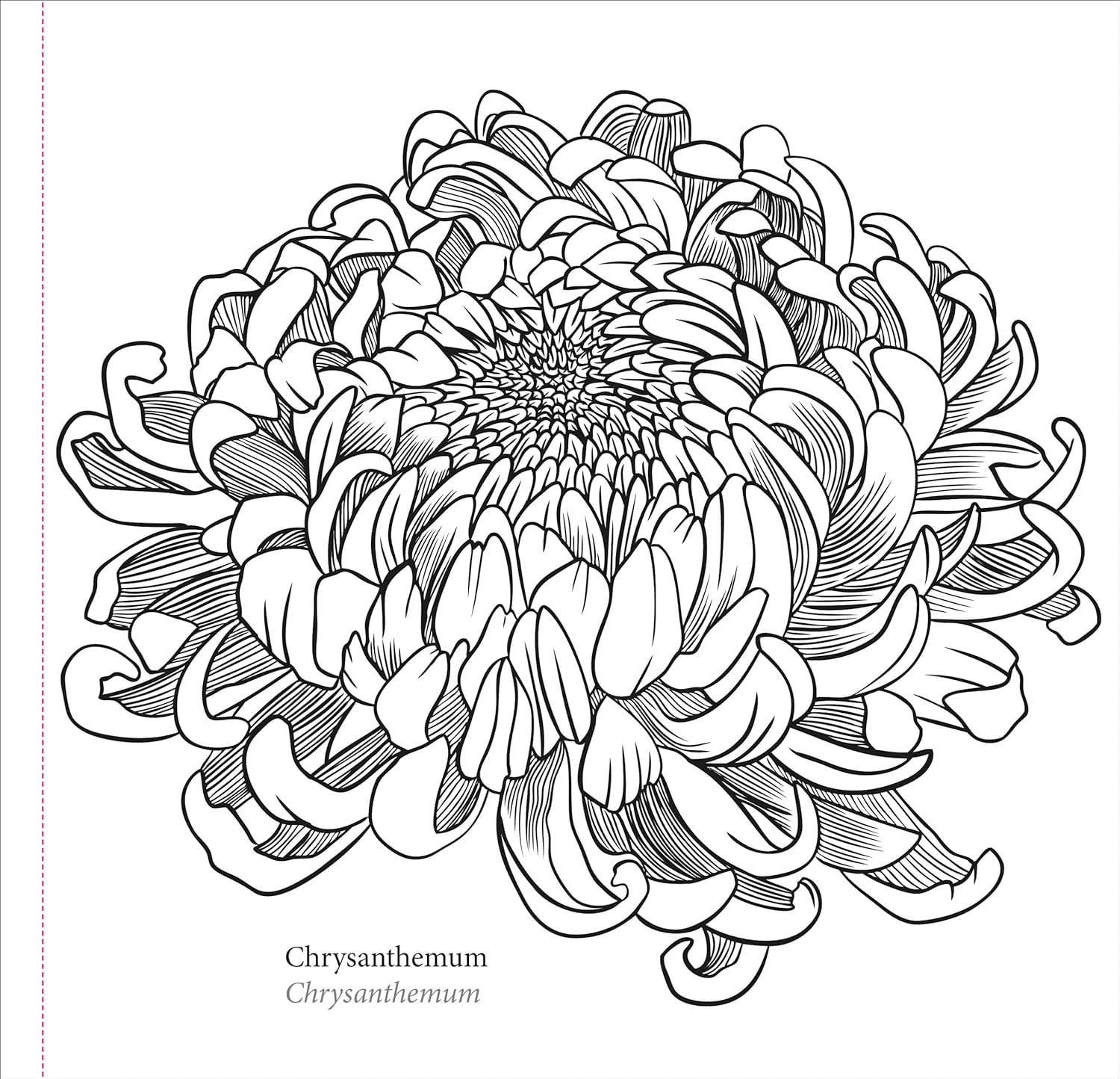 Studio Series Spring Blooms Artist's Coloring Book by Peter Pauper Press 9781441340139_2