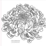 Studio Series Spring Blooms Artist's Coloring Book by Peter Pauper Press 9781441340139_2