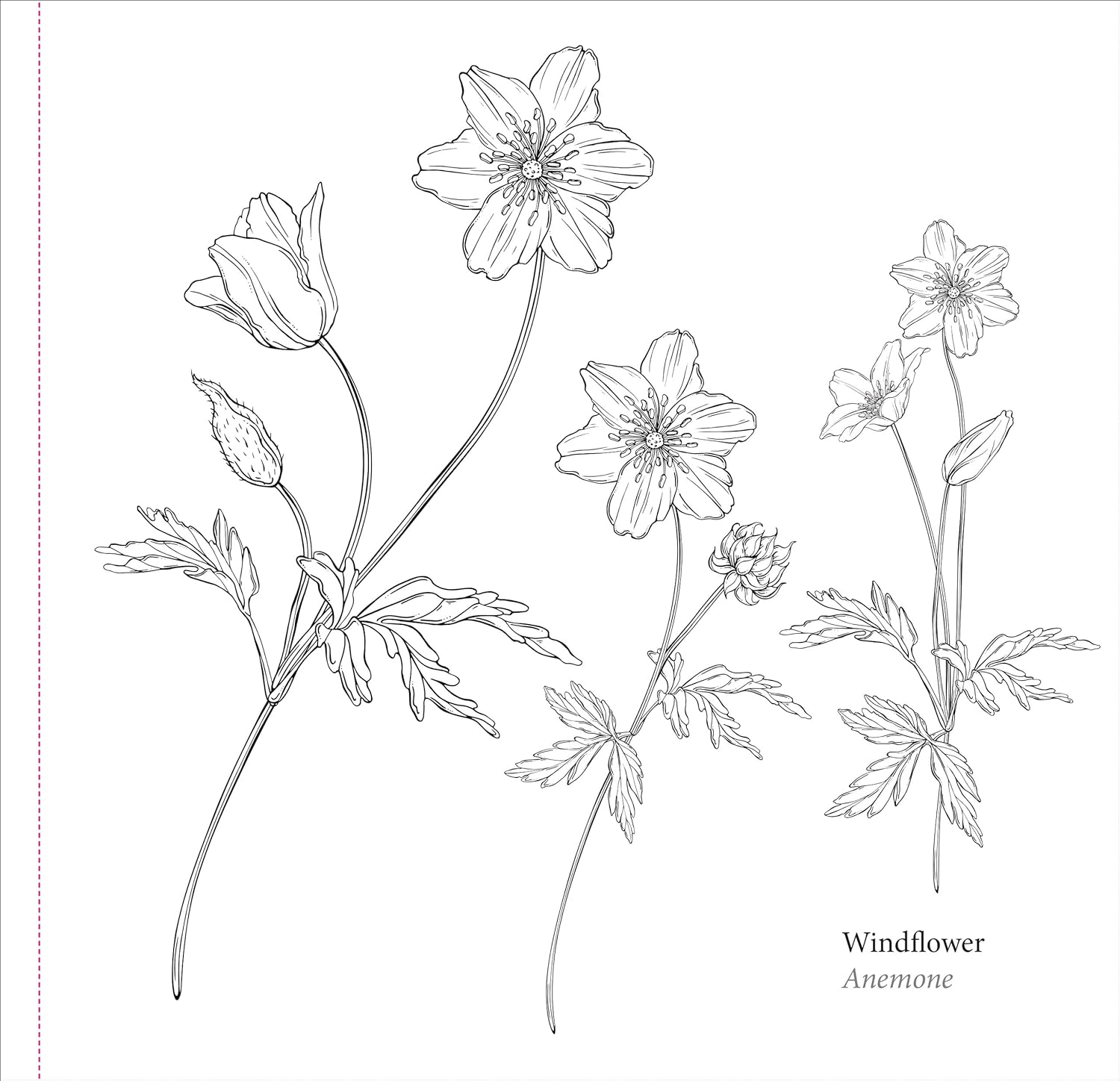 Studio Series Spring Blooms Artist's Coloring Book by Peter Pauper Press 9781441340139_3
