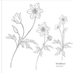Studio Series Spring Blooms Artist's Coloring Book by Peter Pauper Press 9781441340139_3