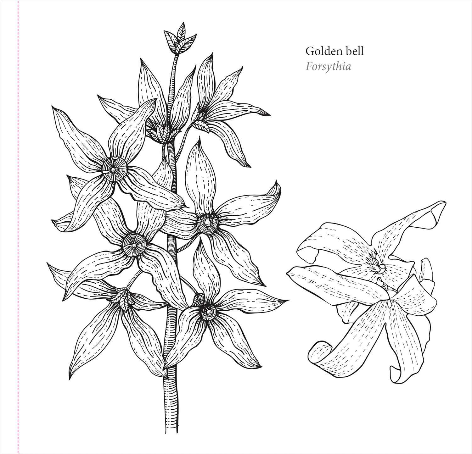 Studio Series Spring Blooms Artist's Coloring Book by Peter Pauper Press 9781441340139_5