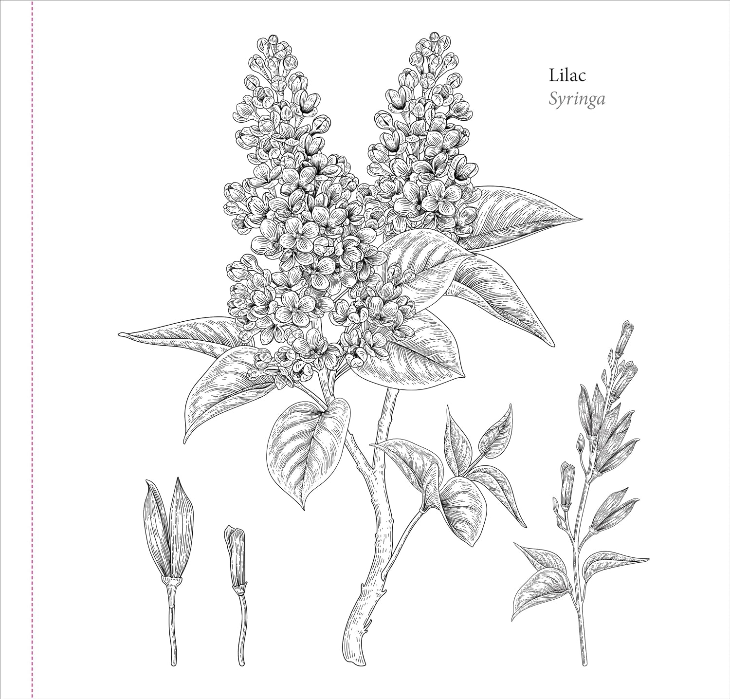 Studio Series Spring Blooms Artist's Coloring Book by Peter Pauper Press 9781441340139_6