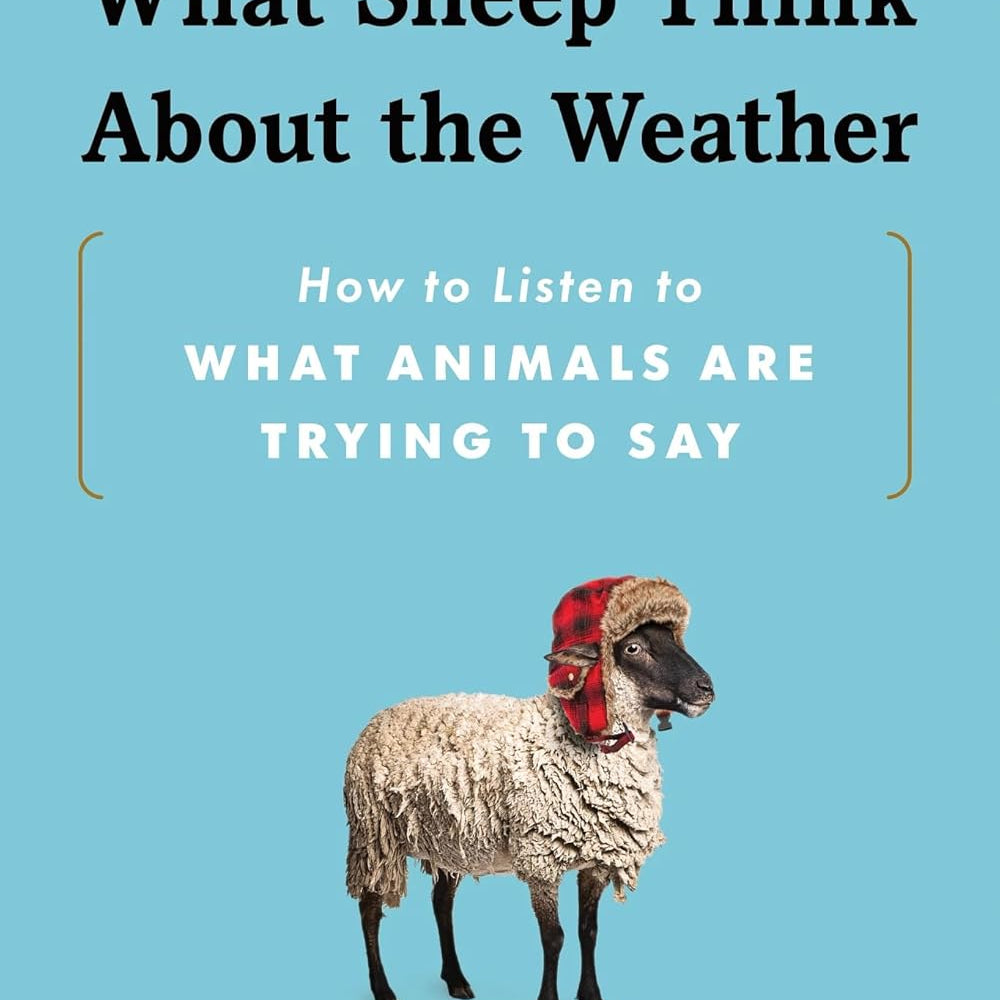 What Sheep Think About The Weather by Thomas. Amelia 9781464218453