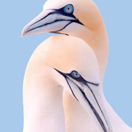 AUDUBON ENGAGEMENT CALENDAR 2021 9781523508693