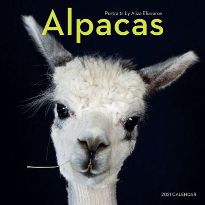 ALPACAS WALL CALENDAR 2021 9781523509805