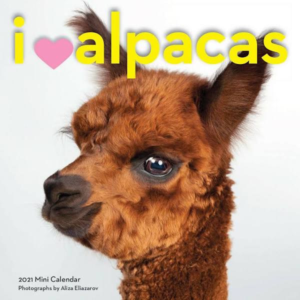 I HEART ALPACAS MINI WALL CALENDAR 2021 9781523509812