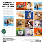 Chonkers Wall Calendar 2025 - Workman Calendars 9781523524723_71ef8737-3ae4-4ab0-afd7-706c002b33a7