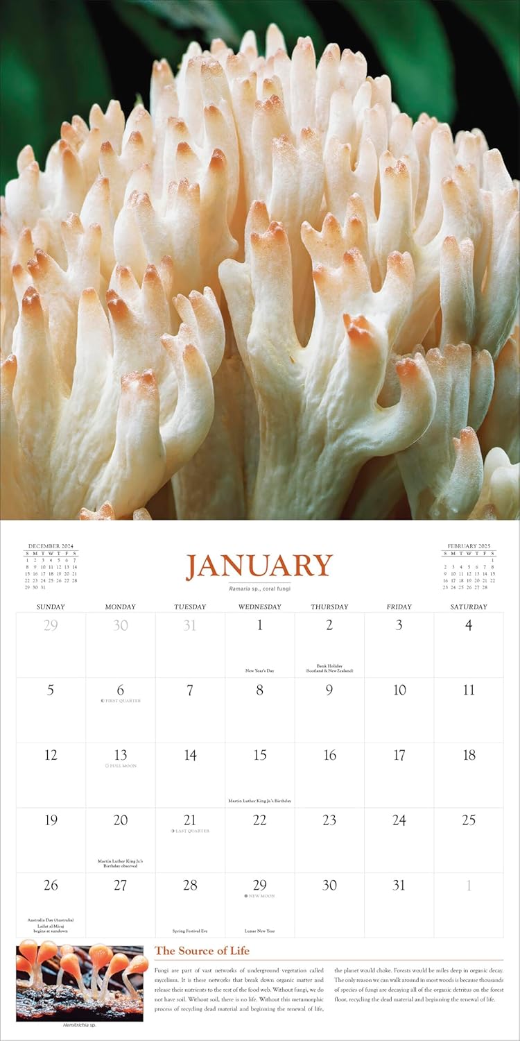 Fantastic Fungi Wall Calendar 2025 - Workman Calendars 9781523525232_2