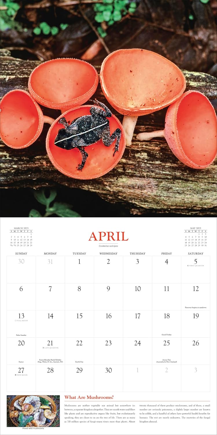 Fantastic Fungi Wall Calendar 2025 - Workman Calendars 9781523525232_3