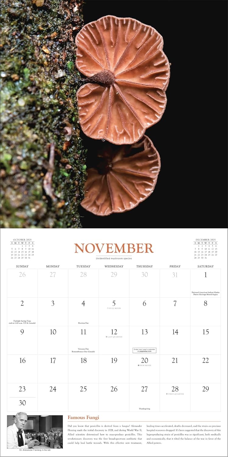 Fantastic Fungi Wall Calendar 2025 - Workman Calendars 9781523525232_4