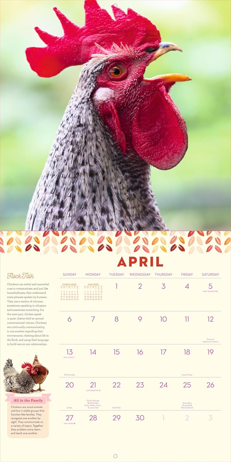 How To Speak Chicken Wall Calendar 2025 - Caughey. Melissa 9781523525805_2