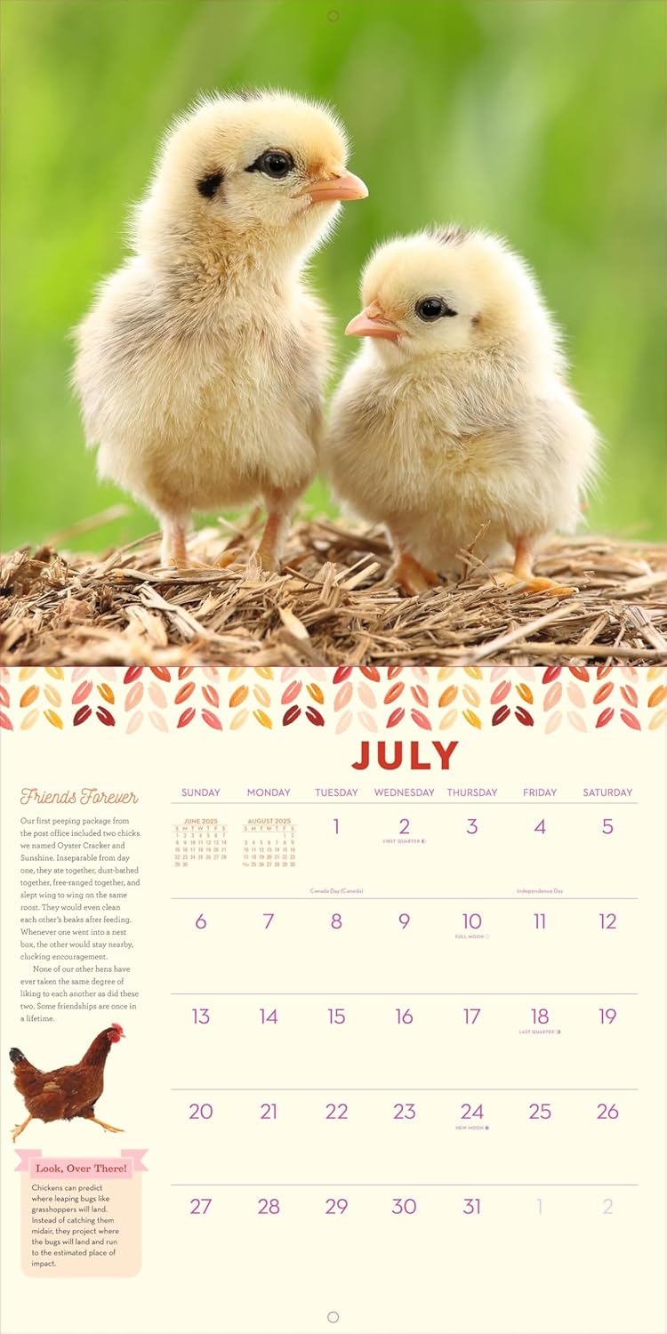 How To Speak Chicken Wall Calendar 2025 - Caughey. Melissa 9781523525805_4