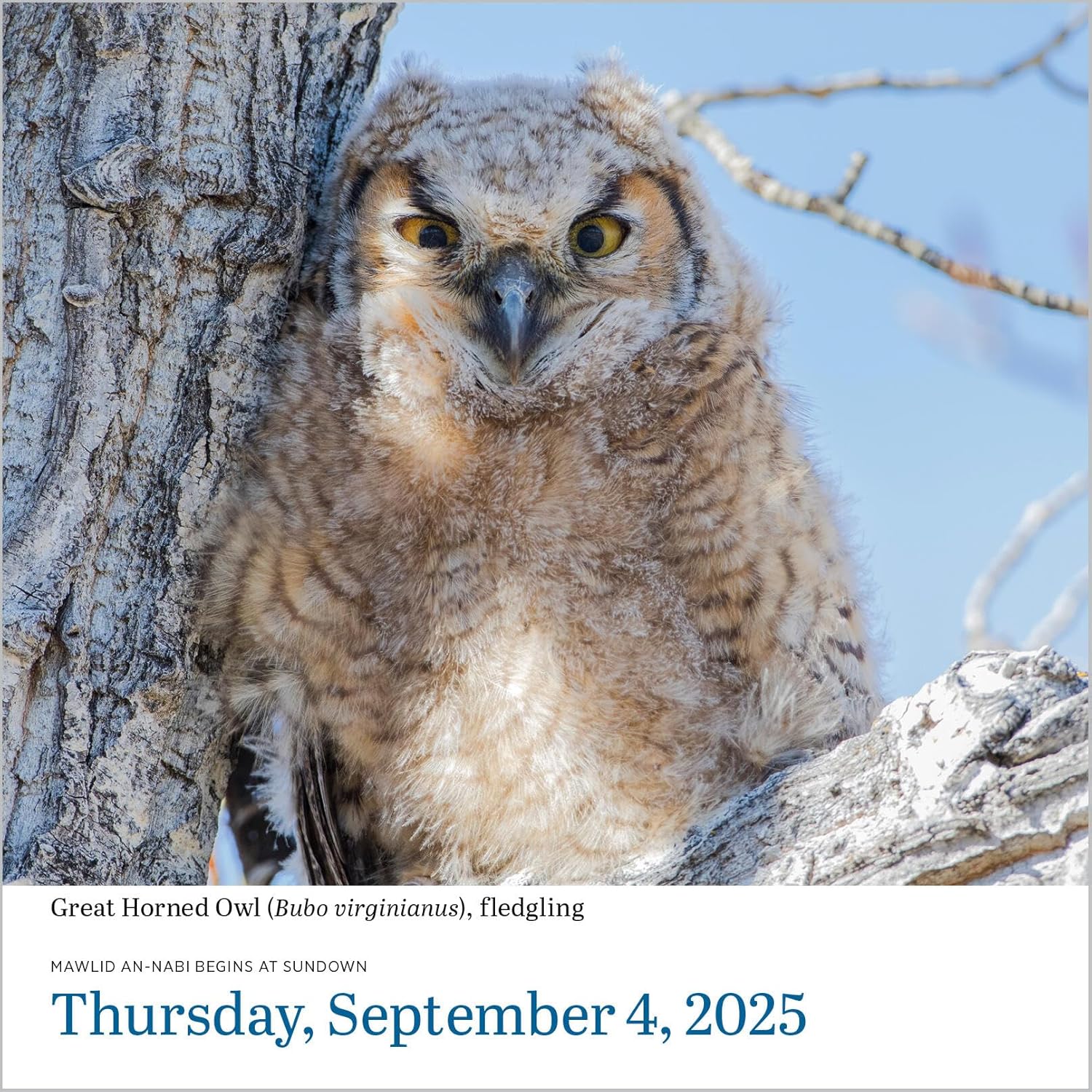 Audubon Birds Page-A-Day Calendar 2025 - National Audubon Society 9781523526079_5