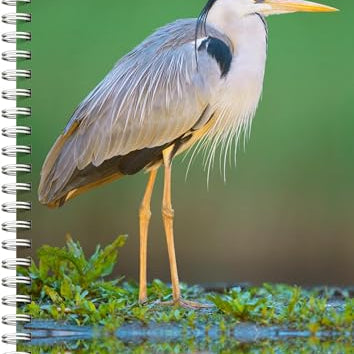 Audubon Engagement Calendar 2025 - National Audubon Society 9781523526123