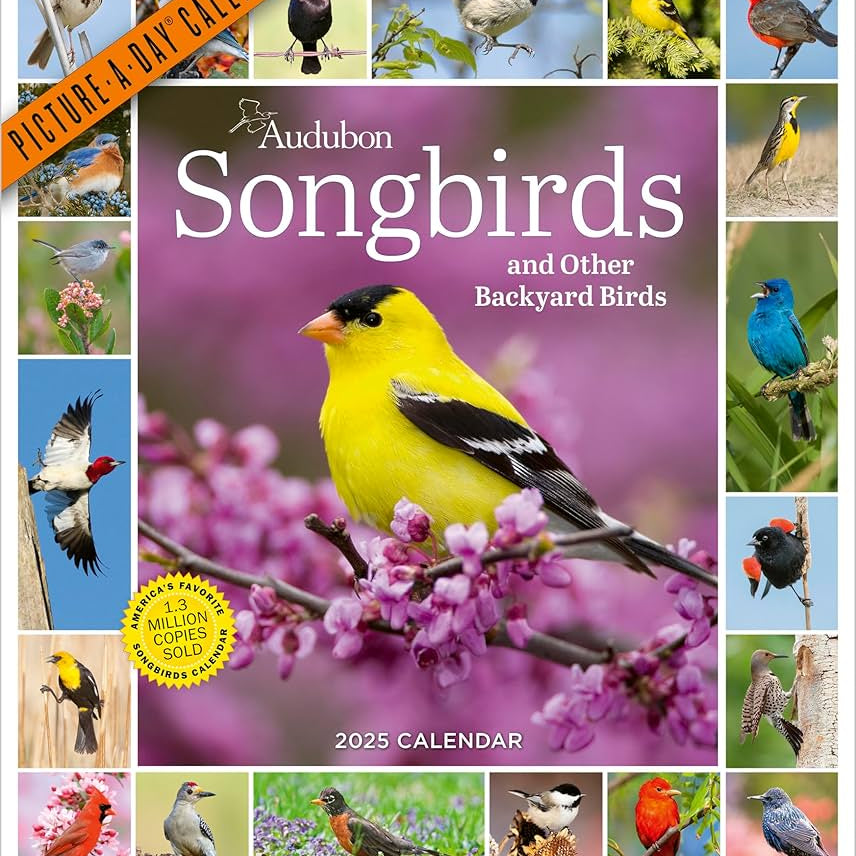 Audubon Songbirds And Other Backyard Birds Picture-A-Day Wall Calendar 2025 - Na 9781523526314