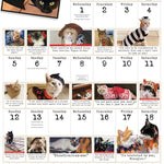 Bad Cat Wall Calendar 2025 - Prichett. Harry 9781523526321_3