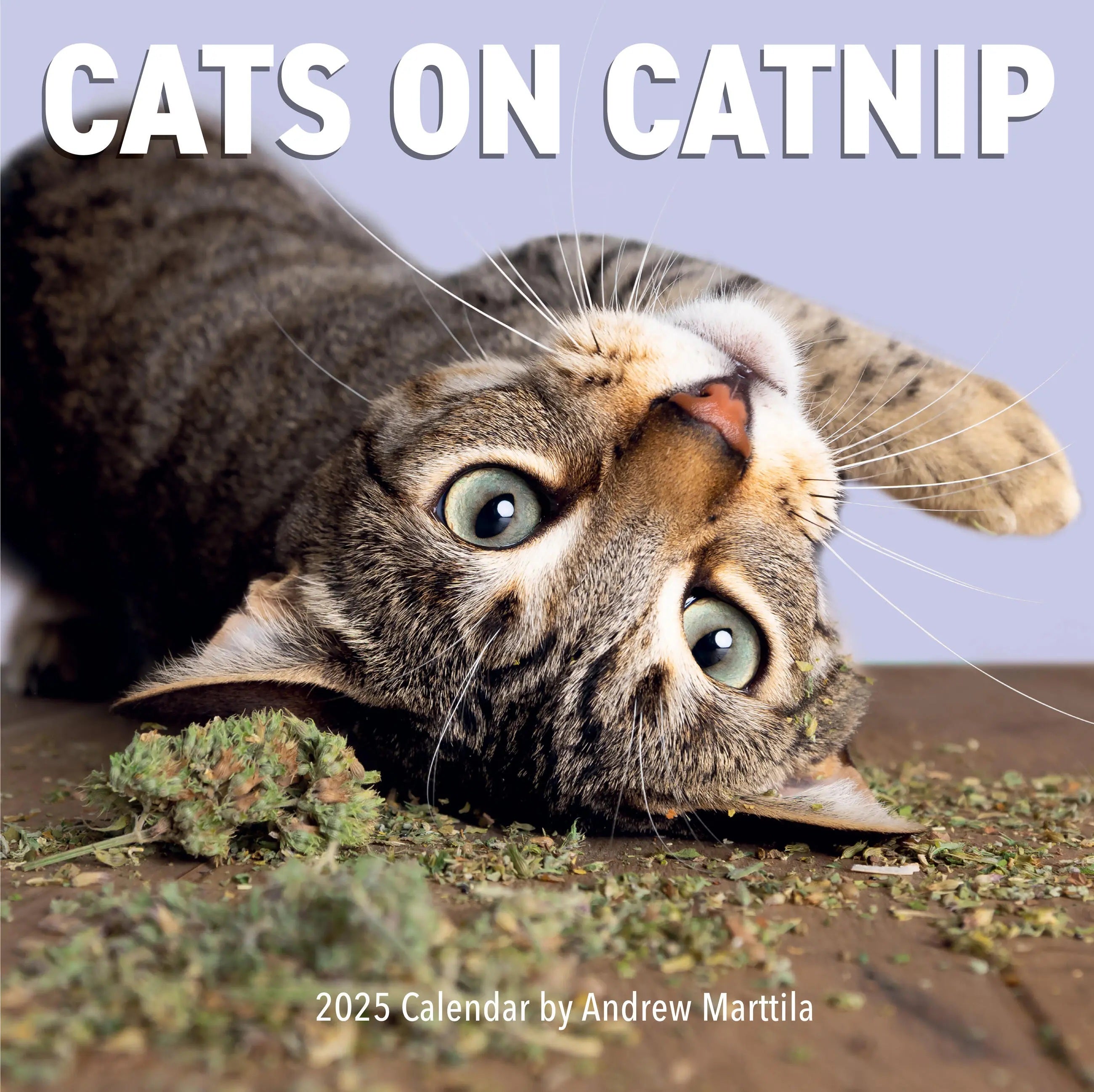 Cats On Catnip Wall Calendar 2025 - Marttila. Andrew 9781523526369