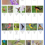 Audubon Songbirds And Other Backyard Birds Picture-A-Day® Wall Calendar 2026 9781523531028_2