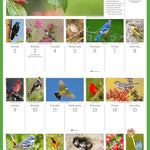 Audubon Songbirds And Other Backyard Birds Picture-A-Day® Wall Calendar 2026 9781523531028_3