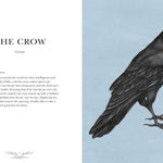Ornithography: An Illustrated Guide To Bird Lore & Symbolism by Roux. Jessica 9781524888770_3