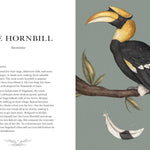 Ornithography: An Illustrated Guide To Bird Lore & Symbolism by Roux. Jessica 9781524888770_5